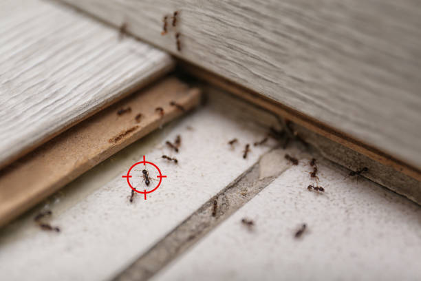 Best Mosquito Control Services  in Toppers, OK