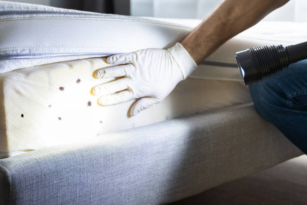 Best Wasp Removal Services  in Toppers, OK
